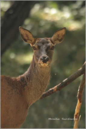 <p>JELEN LESNÍ (Cervus elaphus) Lužické hory - Studenec /Red deer - Rothirsch/</p>